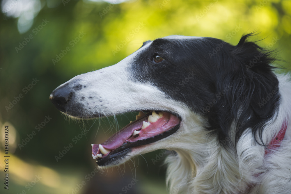 Dog profile portrait outdoor, Russian wolfhound dog portrait Dog profile portrait outdoor, Russian wolfhound dog portrait