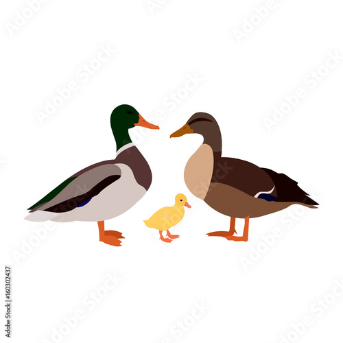 duck drake duckling white farm family