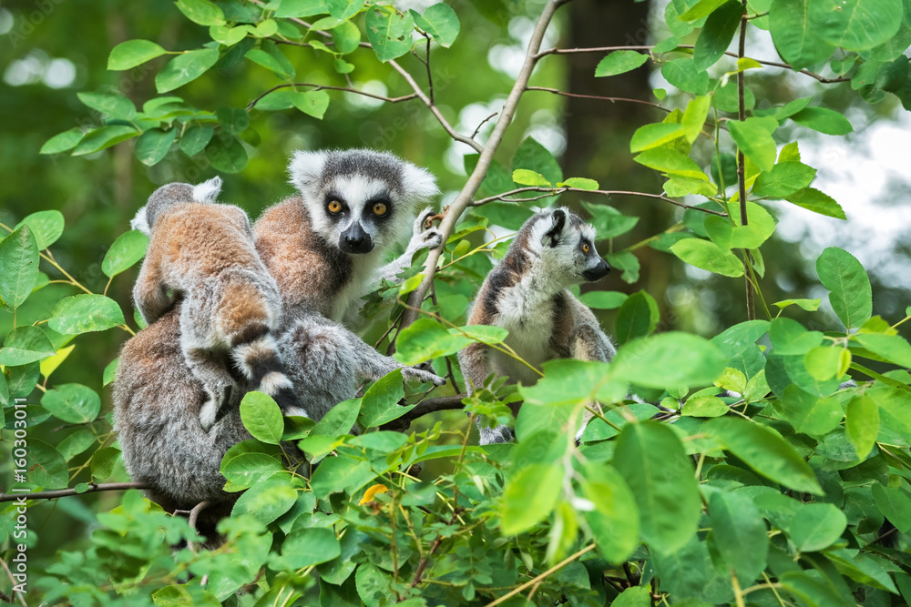 Portrait of adult lemur katta (Lemur catta) on a tree with two cubs