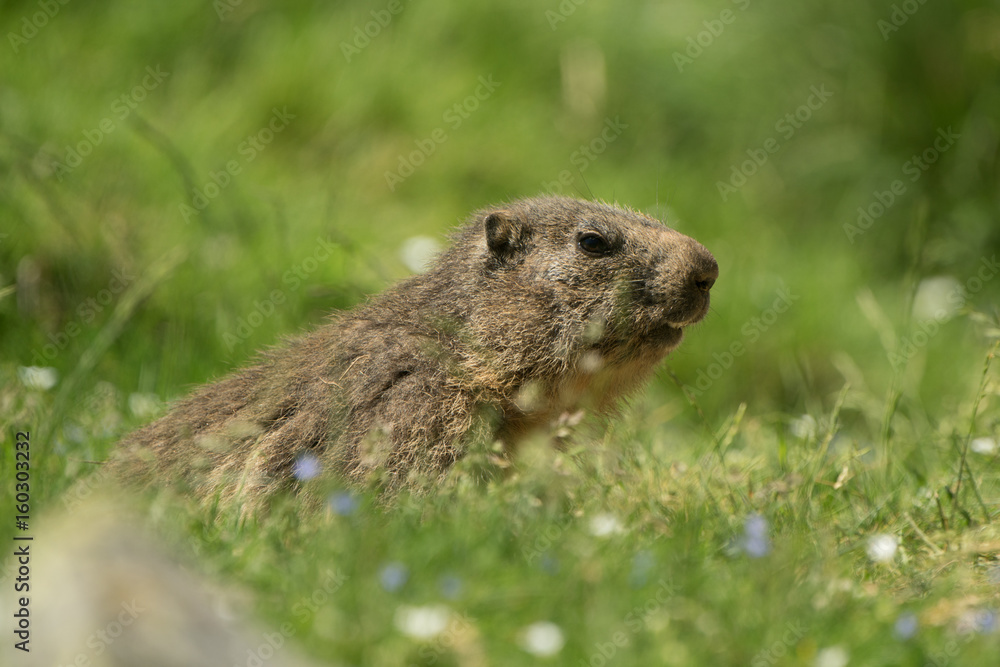 Naklejka premium marmotte