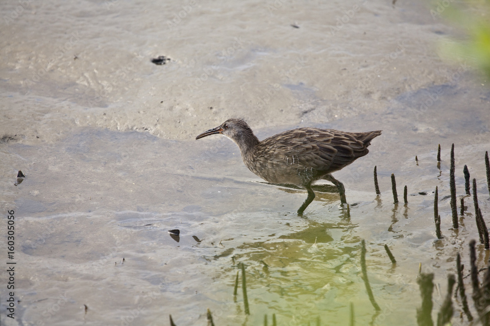 Clapper Rail waterfowl bird foraging on a mud flat at low tide Clapper Rail waterfowl bird foraging on a mud flat at low tide