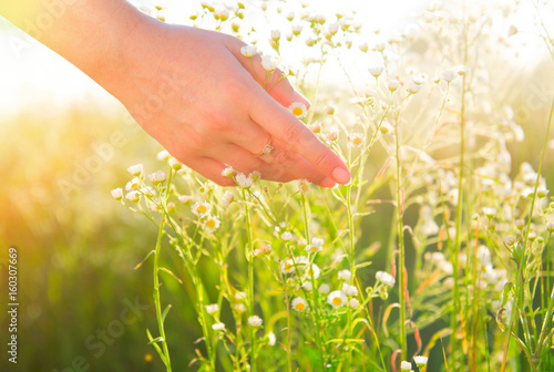 Fototapeta Naklejka Na Ścianę i Meble -  Woman hand touching wild chamomile flowers closeup. Healthcare concept. Alternative medicine