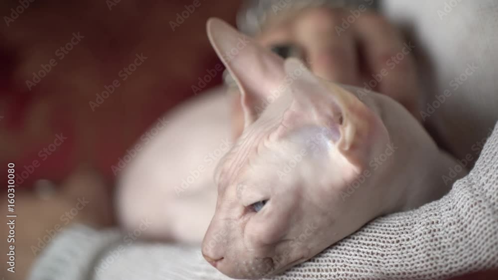 Man's hand and Sphinx cat. Close up