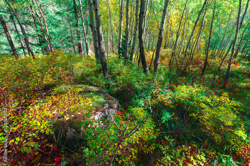 Naklejka premium Picturesque wood of deciduous trees