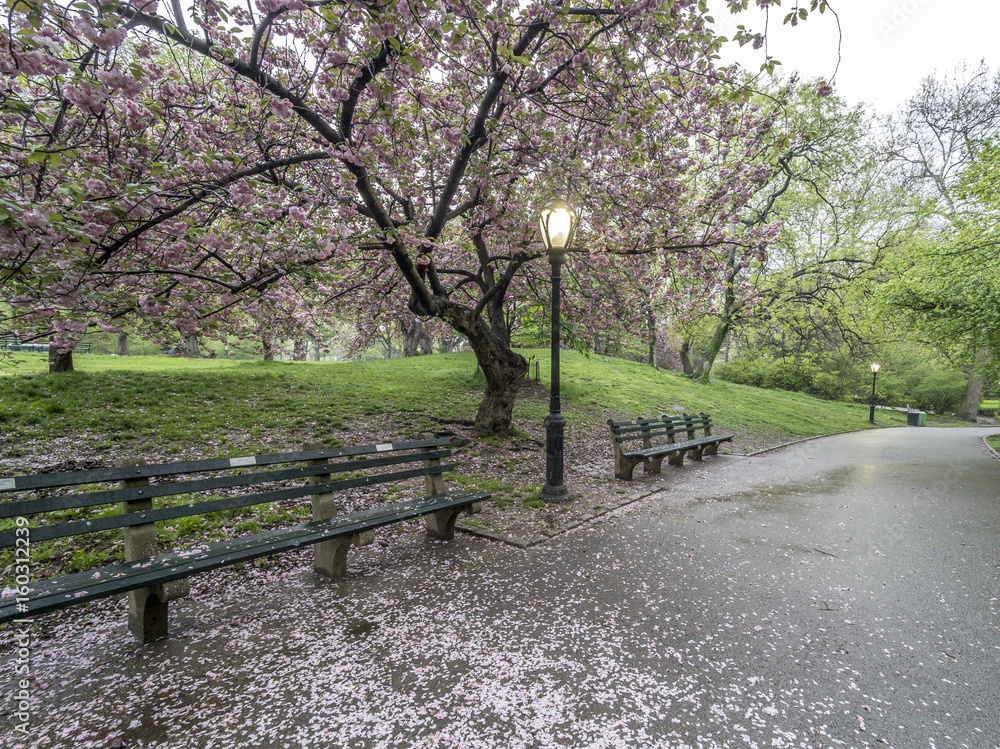 Central Park spring Central Park spring