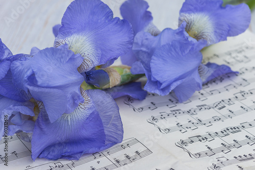 Fototapeta Naklejka Na Ścianę i Meble -  blue iris flowers on old musical notes book