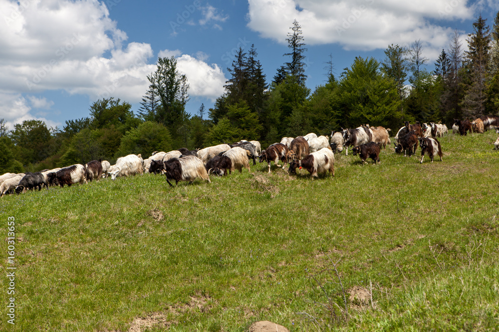 Herd of goats in green pasture