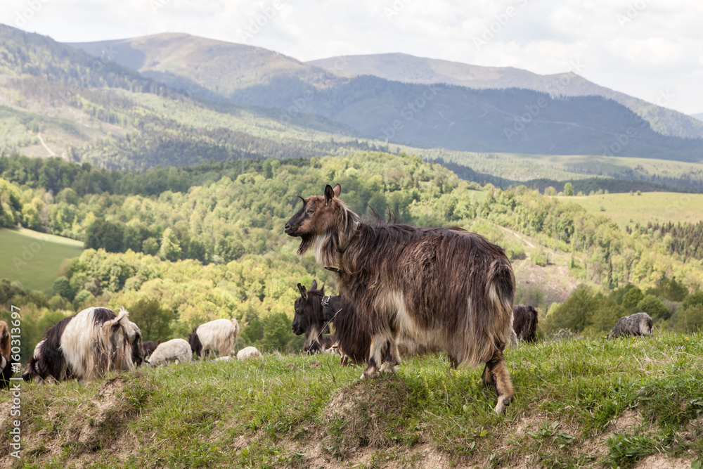 Fototapeta premium Herd of goats in green pasture