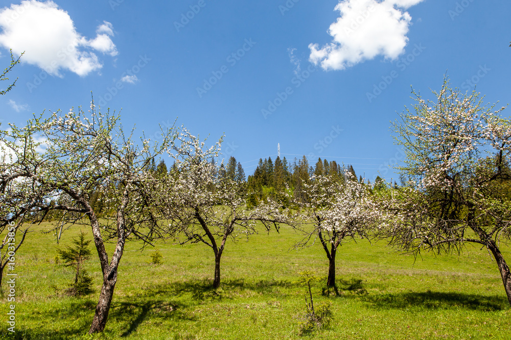 Mountain landscape with tree blossom, beauty of nature Mountain landscape with tree blossom, beauty of nature