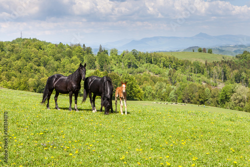 Fototapeta Naklejka Na Ścianę i Meble -  Herd of horses on green pastures