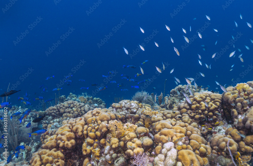 Fototapeta premium coral reef Bonaire
