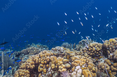 Fototapeta Naklejka Na Ścianę i Meble -  coral reef Bonaire