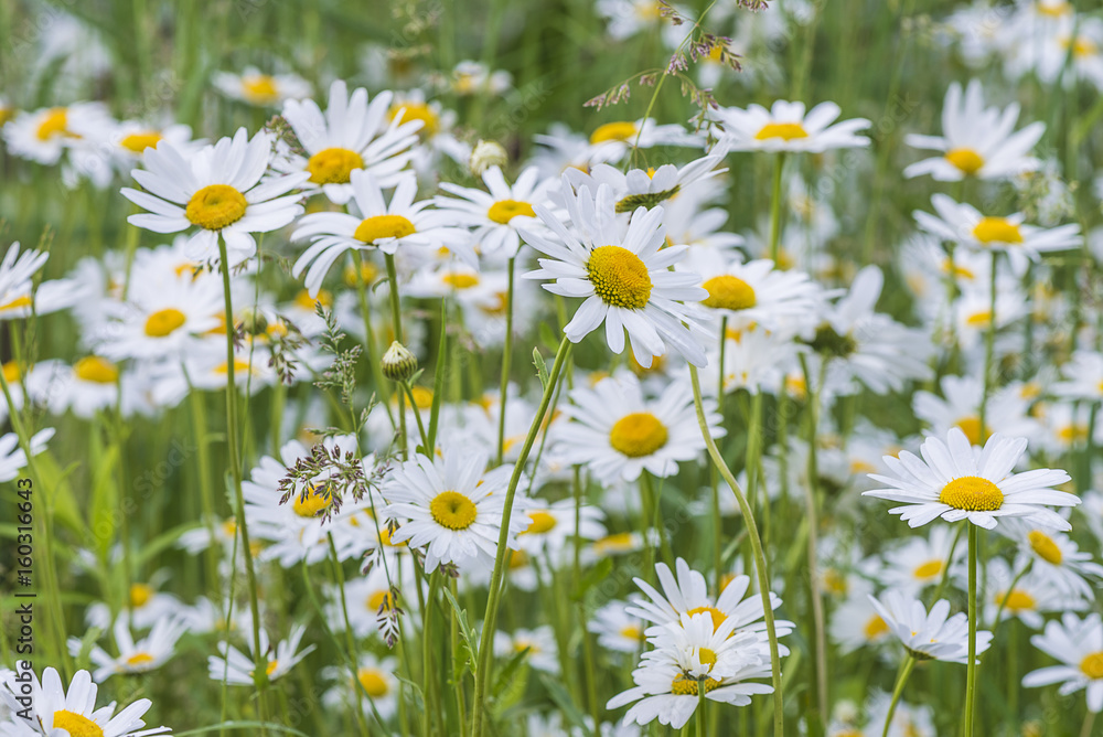 Fototapeta premium white daisy flowers meadow