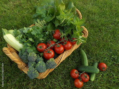 Basket with vegetables and herbs on the lawn in the garden. Zucchini, cucumber, broccoli, asparagus, tomatoes, lettuce, coriander and oregano