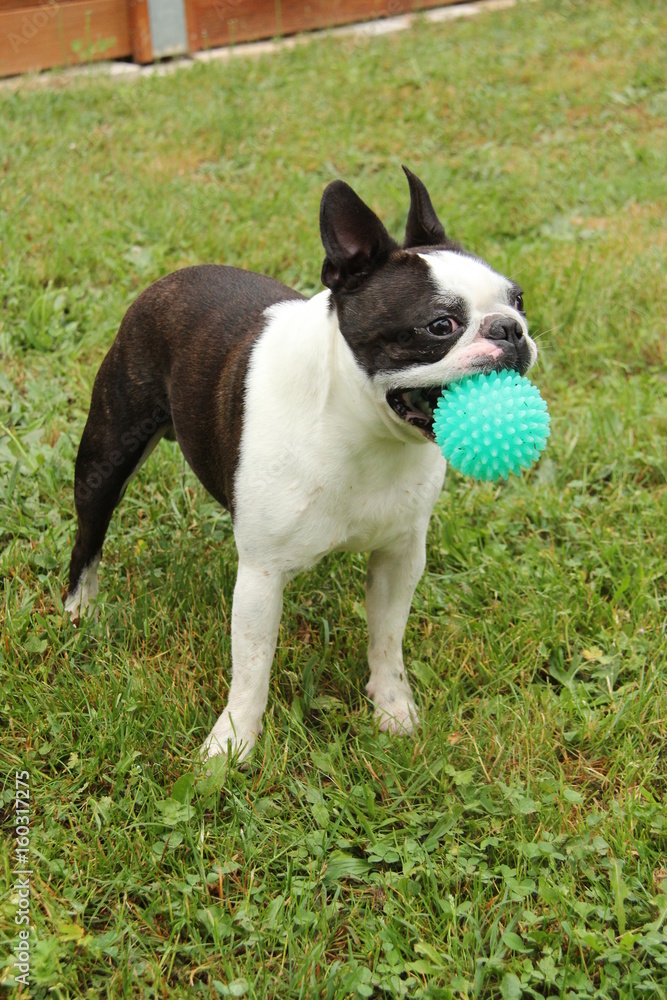 Boston terrier