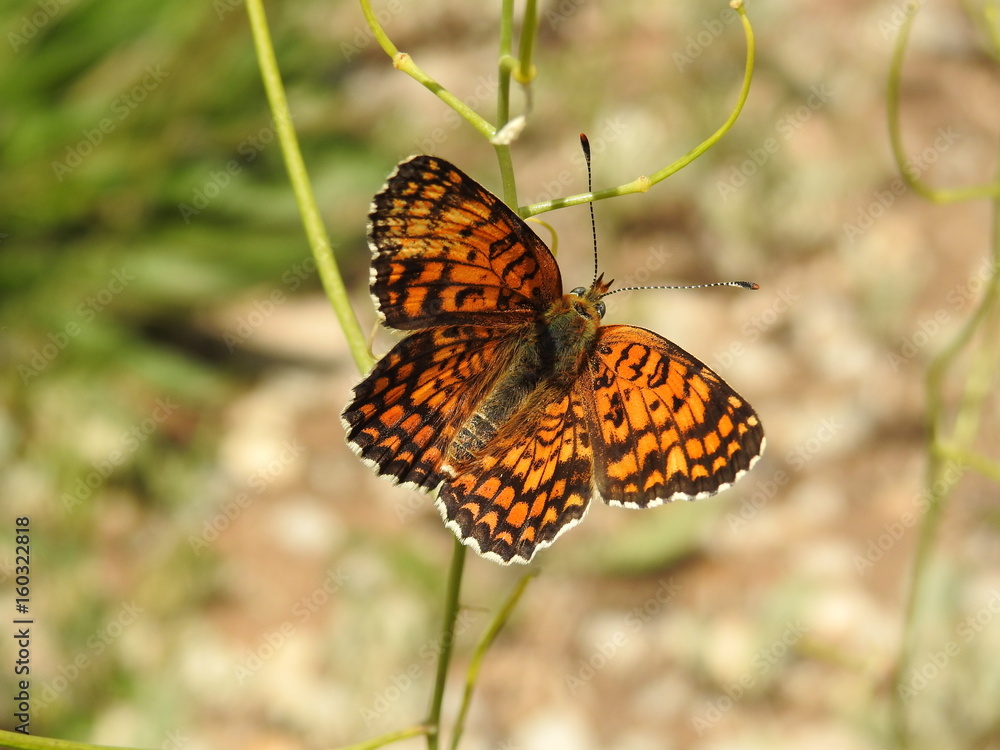 Obraz premium KELEBEK 