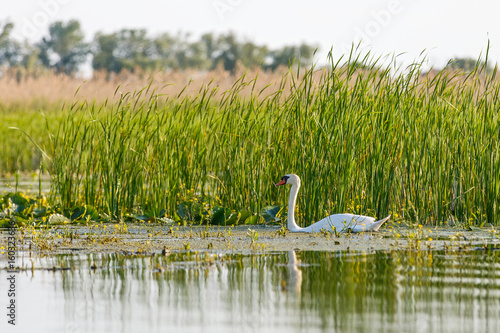 White swan in Danube Delta