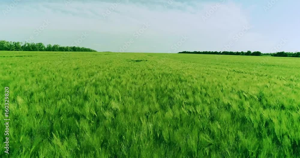 A big green boundless field of young rye A big green boundless field of young rye
