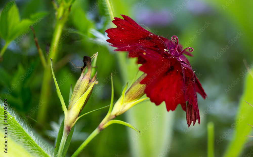 Red carnation - Dianthus caryophyllus Red carnation - Dianthus caryophyllus