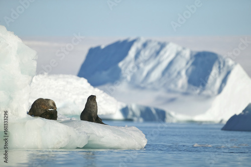 Antarctic Fur Seal (Arctocephalus gazella) on an iceberg