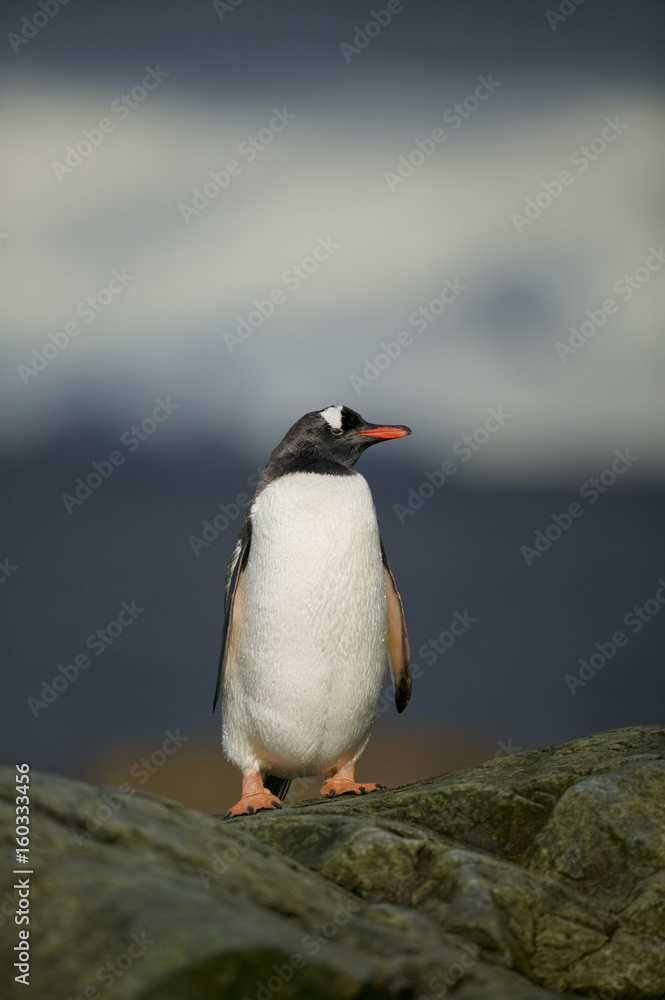 Naklejka premium Gentoo Penguin (Pygoscelis papua) on a rock by the sea with snow covered glaciers in the background. Antarctica