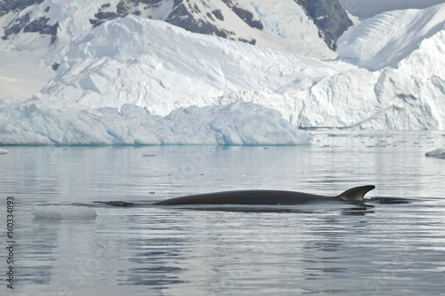 Minke whale (Balaenoptera bonaerensis) Antactica, Neko Harbour