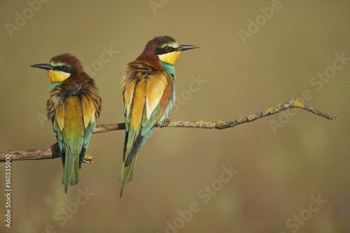 European Bee-eater (Merops apiaster)