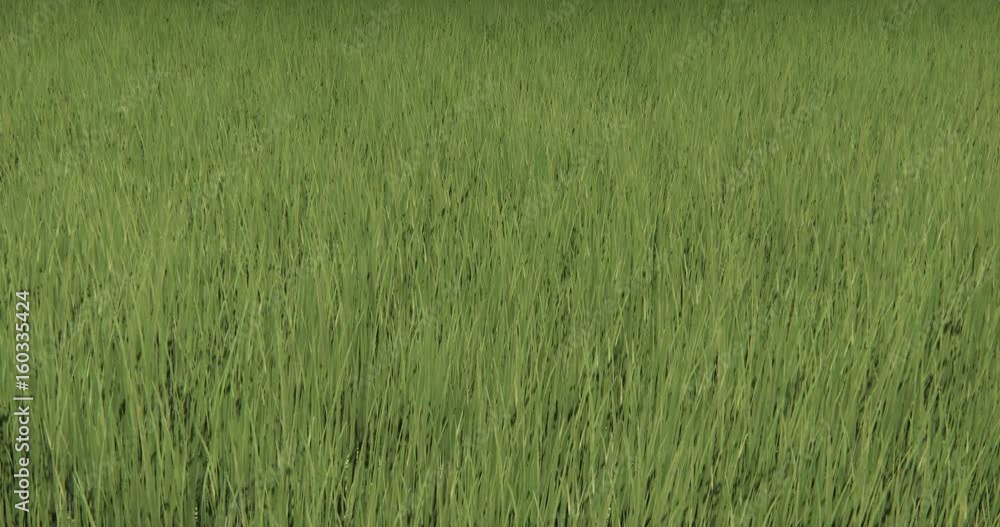 4k grass in wind,natural scenery. 4k grass in wind,natural scenery.