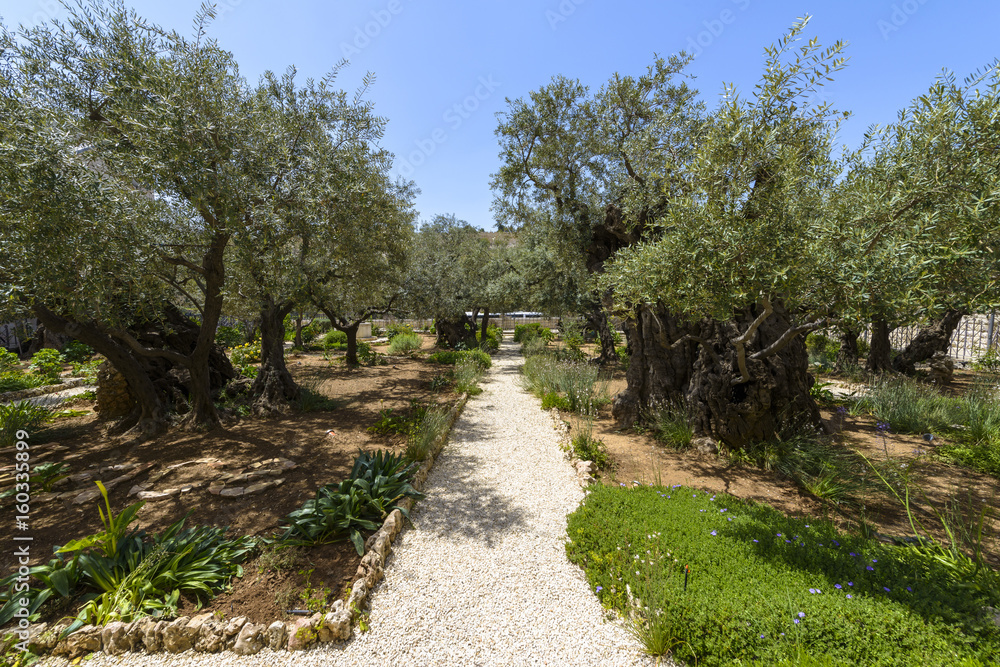 Old olive trees in the garden of Gethsemane in Jerusalem Old olive trees in the garden of Gethsemane in Jerusalem