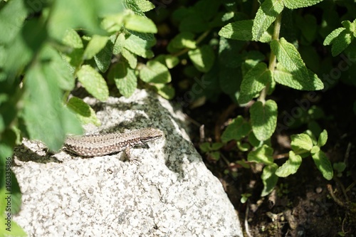 Eidechse sucht Schatten unter einem Busch photo