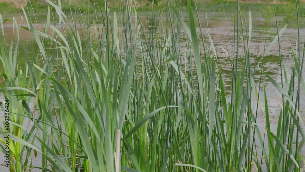 Wetlands with bulrush on the lake. UltraHD stock footage. Wetlands with bulrush on the lake. UltraHD stock footage.