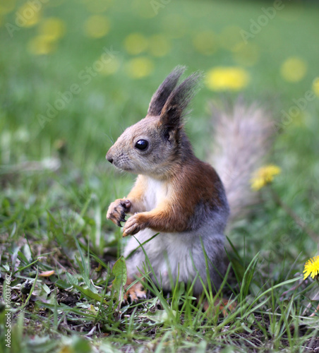 Scurfed squirrel in the meadow