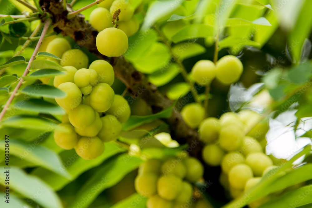 star gooseberry on tree