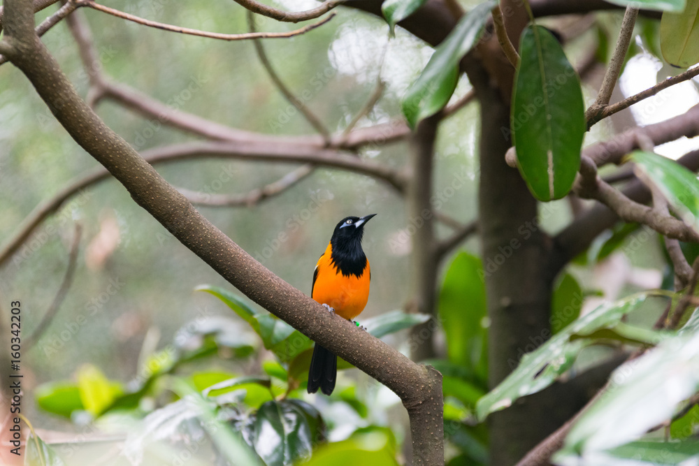 Fototapeta premium Orange bird