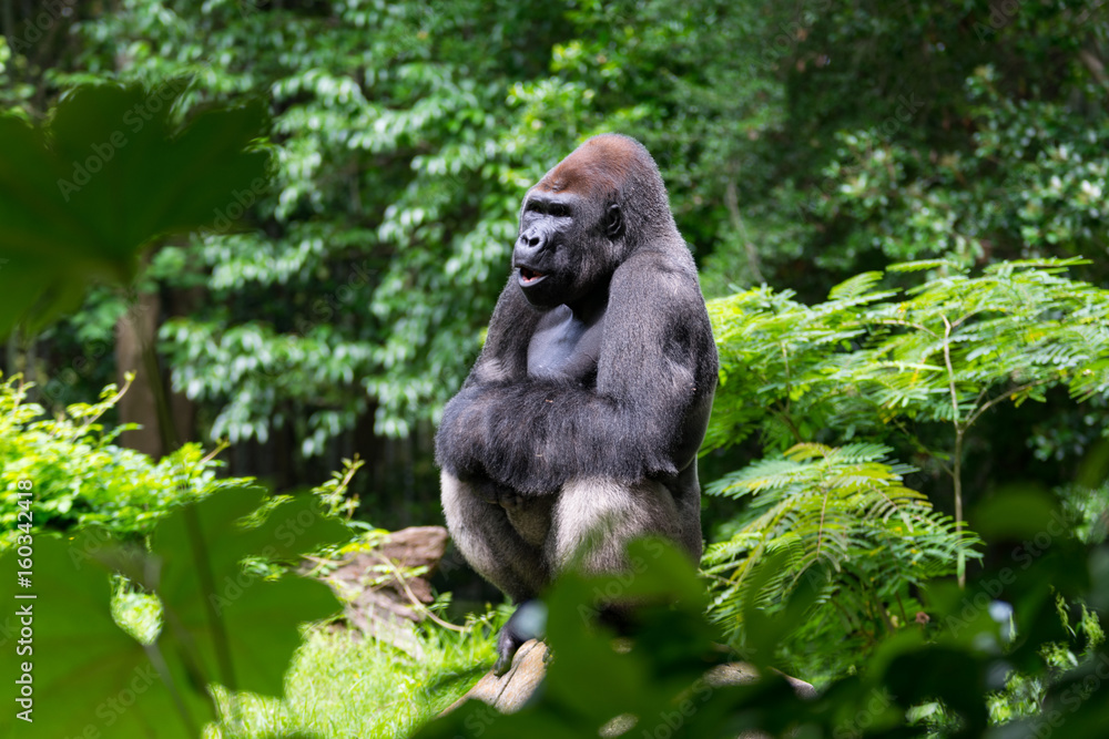 Obraz premium Gorilla