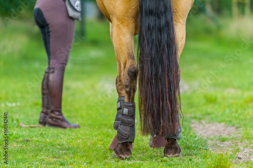 Fotografie tail from a brown horse with a horsewoman