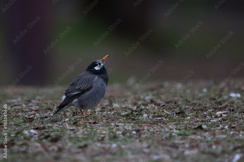 Obraz premium ムクドリ