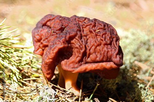 A poisonous False Morel mushroom photo