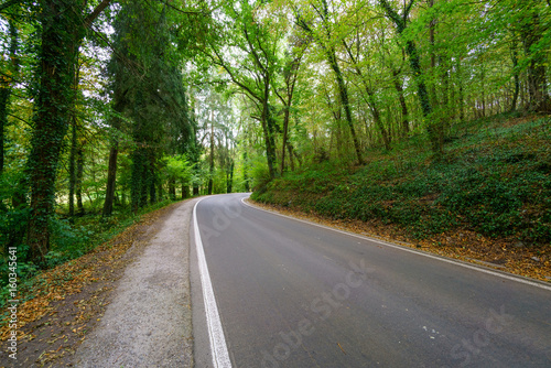 Empty road leading through forest with trees in distance, Belgium.