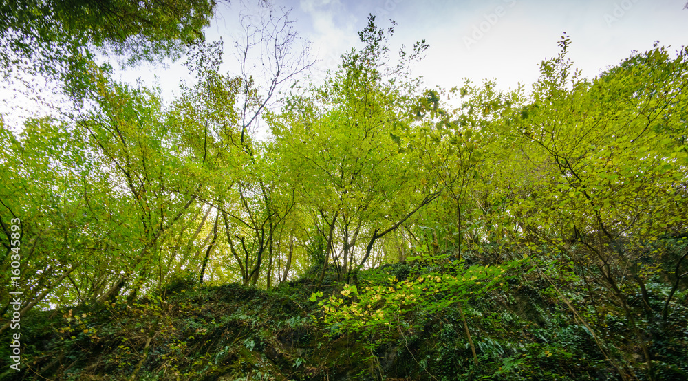 Fototapeta premium Low angle view of natural green trees and plants, Belgium.