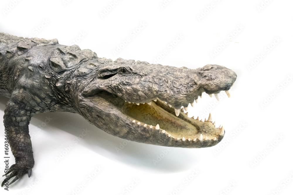 Fototapeta premium Portrait of an alligator against a plain white background, studio shot.