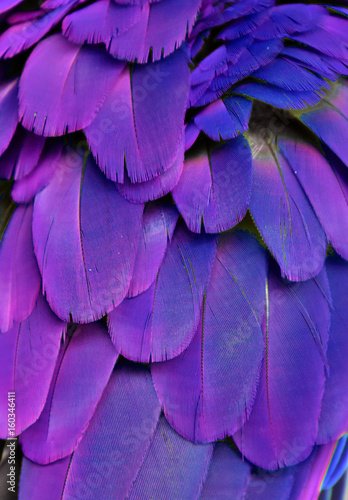 Macro photograph of the blue and purple feathers of a macaw.