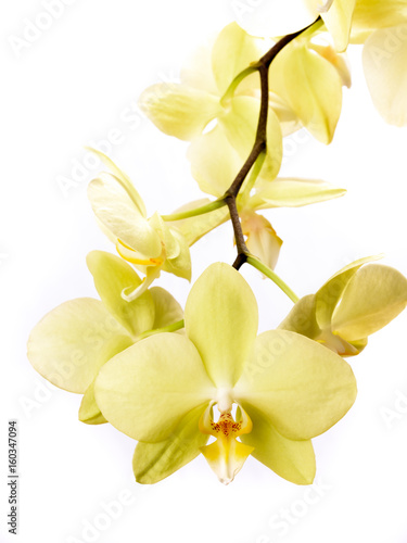 Gelbe Phalaenopsis Orchidee - High Key
