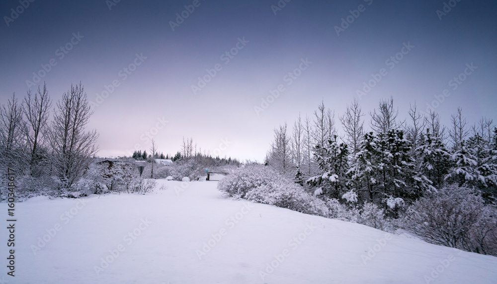 Deep snow covered landscape, plants and shrubs by day, Iceland, Europe. Deep snow covered landscape, plants and shrubs by day, Iceland, Europe.