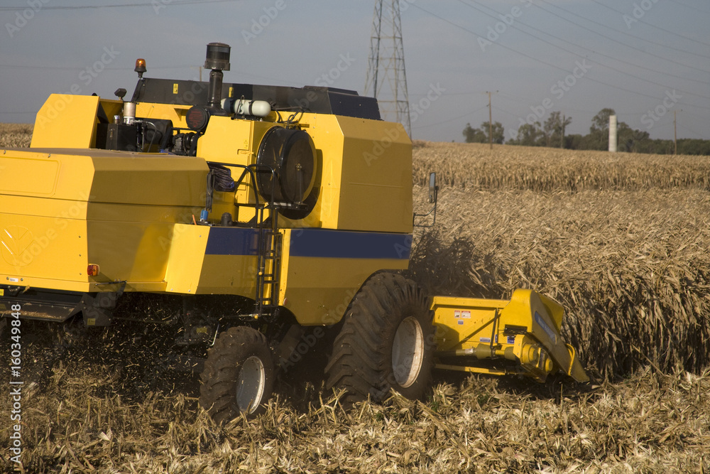 Obraz premium Colheita de milho