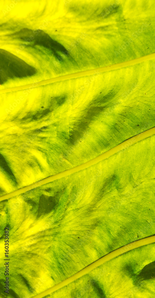 rear of a leaf and the light rear of a leaf and the light