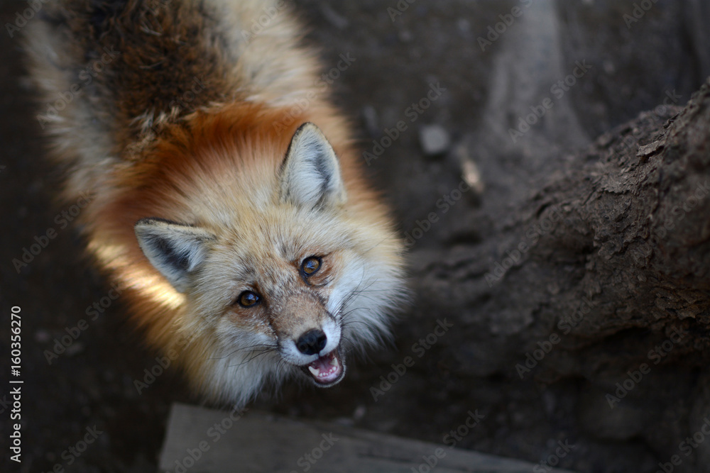 Naklejka premium Fox waiting for food