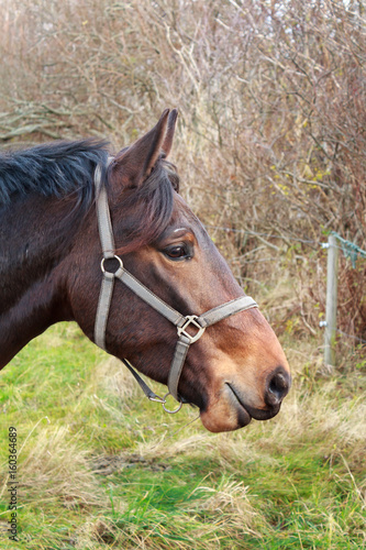 Brown horse head in profile