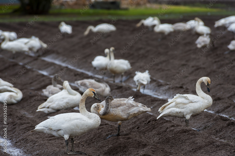 Trumpeter Swans in the Skagit Valley, Washington. One of Washington’s most spectacular events is the return of the migrating birds to the Skagit Valley. Thousands return in the winter to feed. Trumpeter Swans in the Skagit Valley, Washington. One of Washington’s most spectacular events is the return of the migrating birds to the Skagit Valley. Thousands return in the winter to feed.