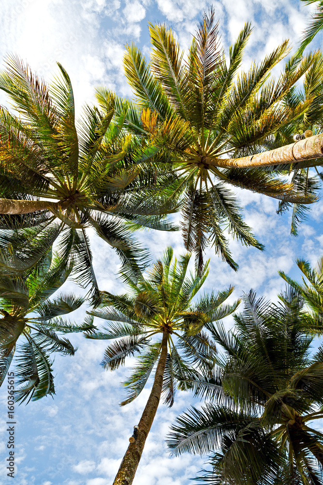 palm leaf and branch view from down palm leaf and branch view from down